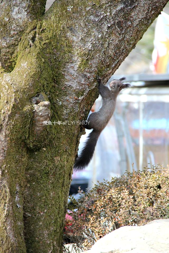 南怡島直達巴士,首爾到南怡島多久,itx青春號時刻表,冬季戀歌南怡島,南怡島自由行,南怡島一日遊,南怡島交通,南怡島一日遊dcard,來自星星的你拍攝地點,小法國村值得去嗎,小法國村的圖片,小法國村韓國,小法國村交通,小法國村門票,元堂脊骨土豆湯,元堂馬鈴薯排骨湯,南怡島怎麼去,元堂馬鈴薯排骨湯分店,元堂馬鈴薯排骨湯明洞2號店,小法國村dcard