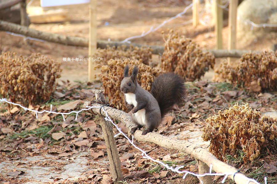南怡島直達巴士,首爾到南怡島多久,itx青春號時刻表,冬季戀歌南怡島,南怡島自由行,南怡島一日遊,南怡島交通,南怡島一日遊dcard,來自星星的你拍攝地點,小法國村值得去嗎,小法國村的圖片,小法國村韓國,小法國村交通,小法國村門票,元堂脊骨土豆湯,元堂馬鈴薯排骨湯,南怡島怎麼去,元堂馬鈴薯排骨湯分店,元堂馬鈴薯排骨湯明洞2號店,小法國村dcard