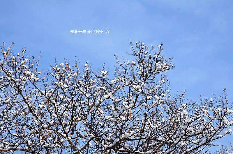 韓國首爾。下大雪的東廟、南山谷韓屋村(남산골한옥마을)、 土