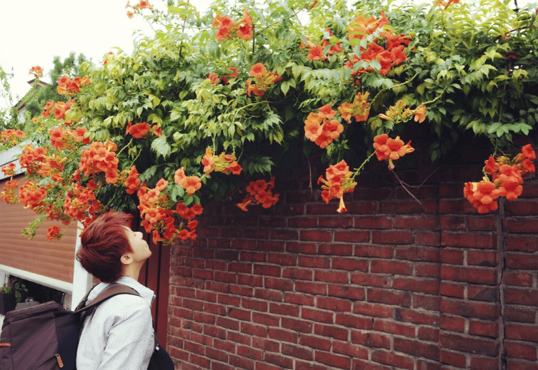 韓國首爾自由行,韓國六天五夜,韓國自由行,首爾自由行,韓國行程