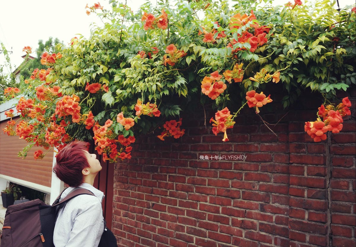 韓國首爾。北村散步路線：安國站北村韓屋村＆北村八景路線、三清