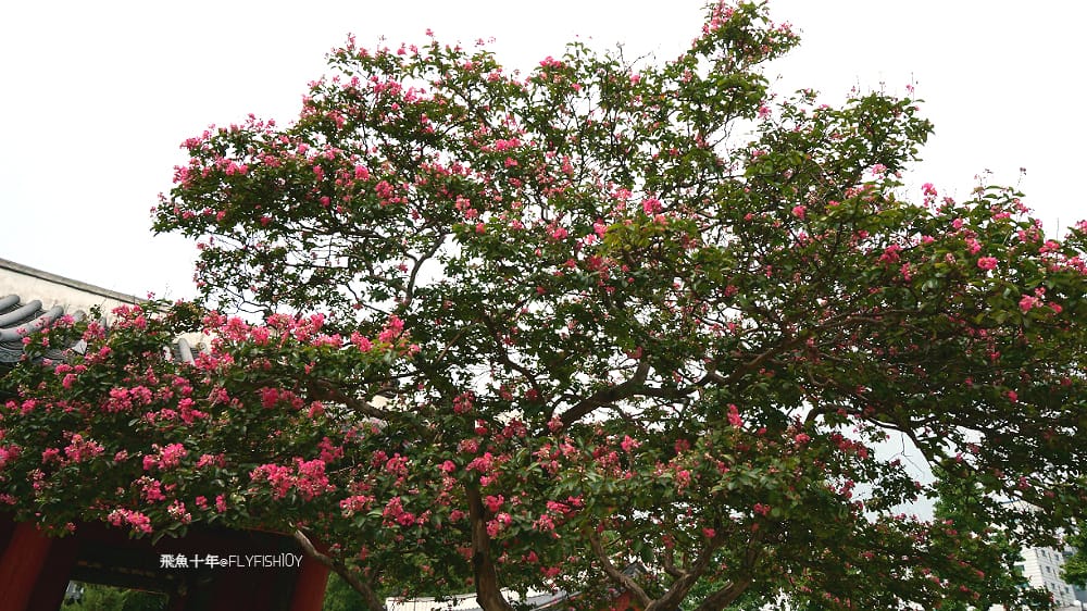 韓國首爾。本粥明洞店(본죽)、首爾風物跳蚤市場、東大門昌信洞