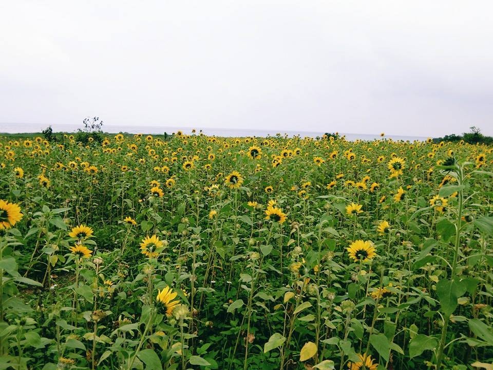 12961624_463374680520322_3582163625286757725_n