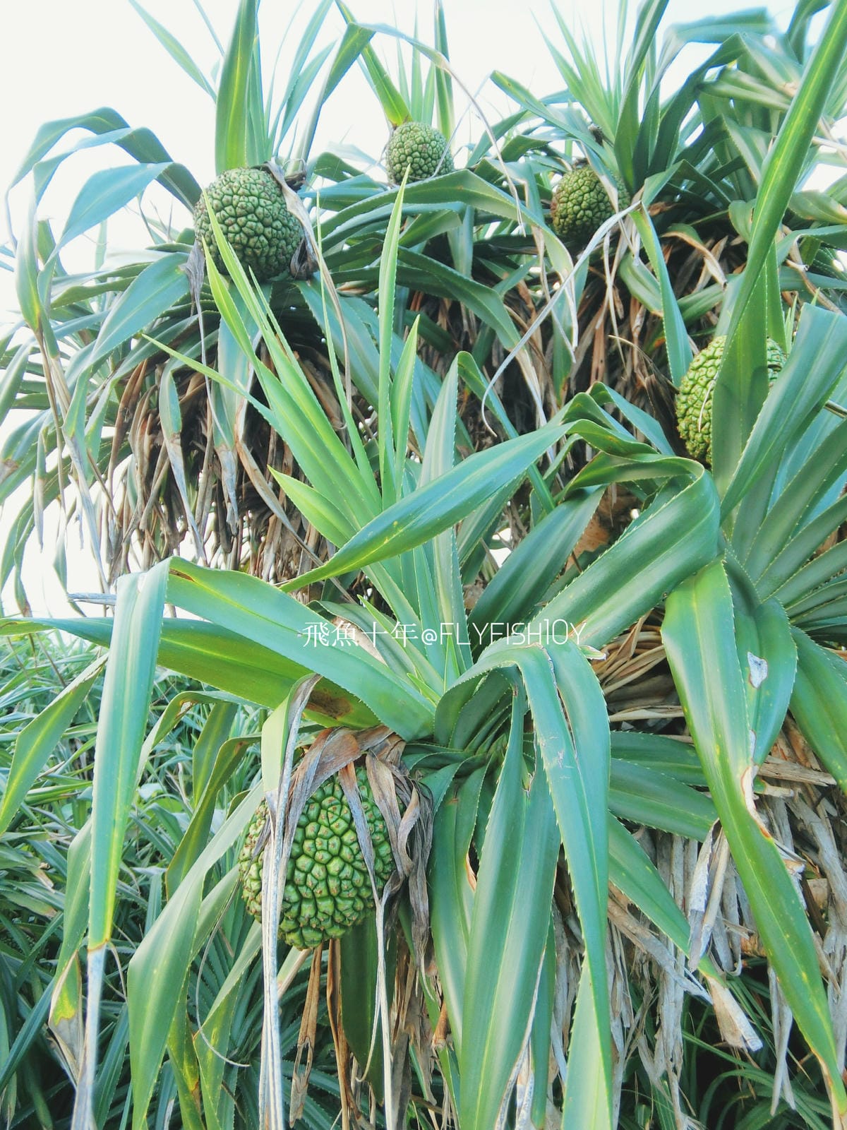 29696519935_66cb516621_o (1).jpg