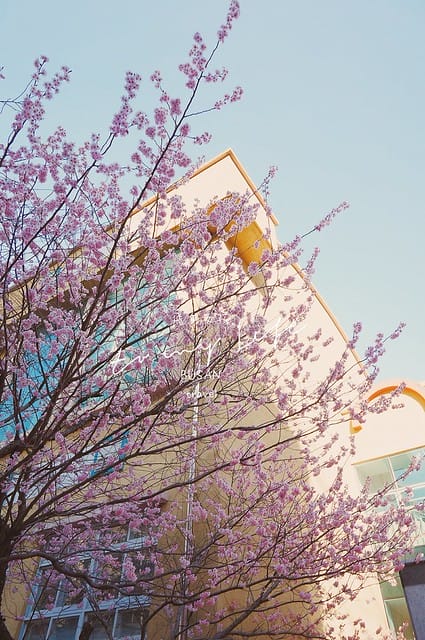 부산배화학교 釜山培花學校  櫻花 釜山櫻花