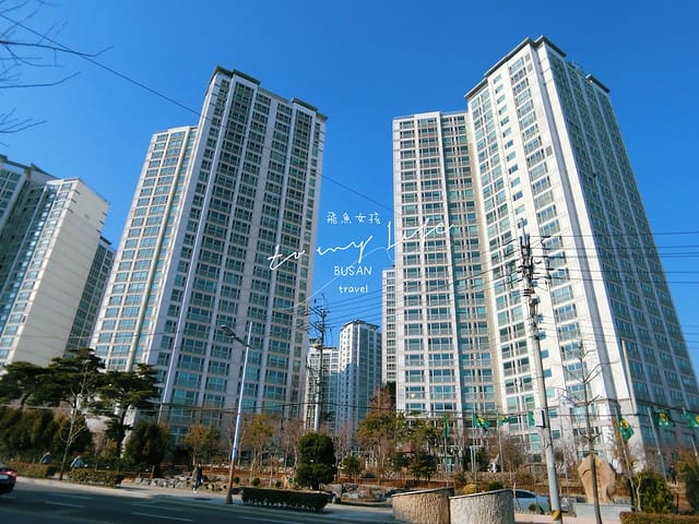 부산배화학교 釜山培花學校  櫻花 釜山櫻花