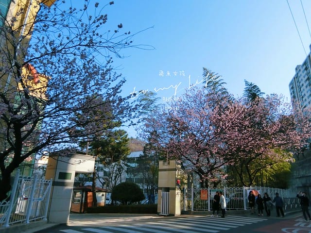 부산배화학교 釜山培花學校  櫻花 釜山櫻花