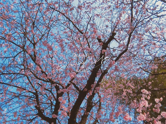 부산배화학교 釜山培花學校  櫻花 釜山櫻花