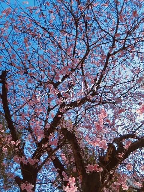 부산배화학교 釜山培花學校  櫻花 釜山櫻花