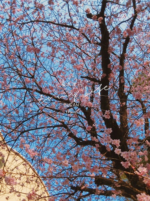 부산배화학교 釜山培花學校  櫻花 釜山櫻花