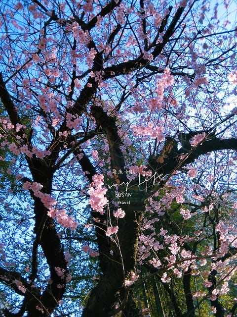 부산배화학교 釜山培花學校  櫻花 釜山櫻花