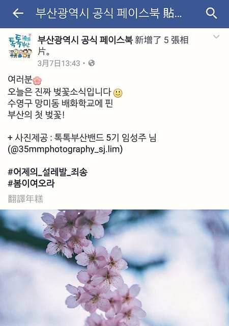 부산배화학교 釜山培花學校  櫻花 釜山櫻花