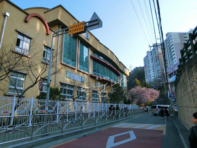 부산배화학교 釜山培花學校  櫻花 釜山櫻花