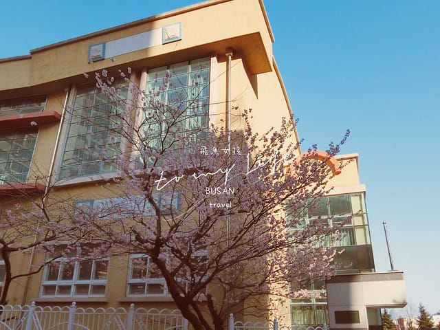 부산배화학교 釜山培花學校  櫻花 釜山櫻花