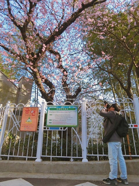 부산배화학교 釜山培花學校  櫻花 釜山櫻花
