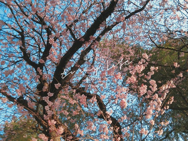 부산배화학교 釜山培花學校  櫻花 釜山櫻花