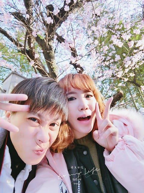 부산배화학교 釜山培花學校  櫻花 釜山櫻花