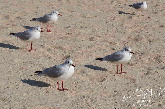 韓國釜山,海雲台市場,海雲台鱈魚湯대구탕,釜山美食