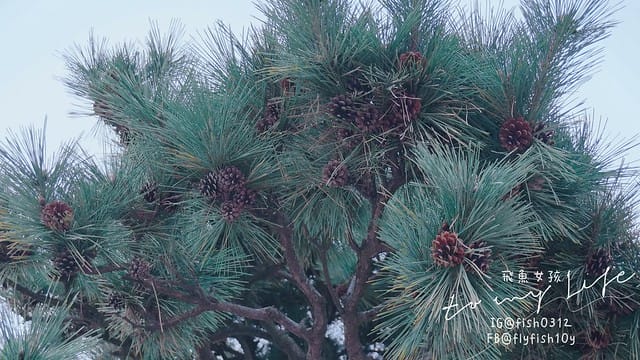 韓國釜山 廣安大橋夜景 廣安里散步路 海景咖啡廳 釜山知名地標 廣安大橋(광안대교) 廣安里海水浴場(광안리해수욕장)