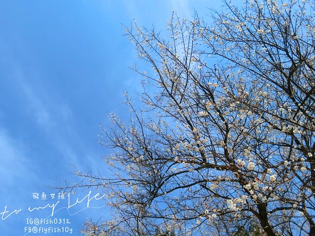 慶州佛國寺(불국사) 世界文化遺產  石窟庵  釜山慶州一日遊