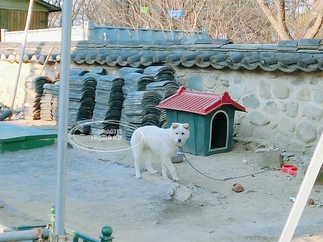 慶州必去 大陵苑  千年古墳天馬塚 (대릉원) 瞻星臺 慶村鄉校 從慶洲搭高速巴士回釜山 慶洲自由行