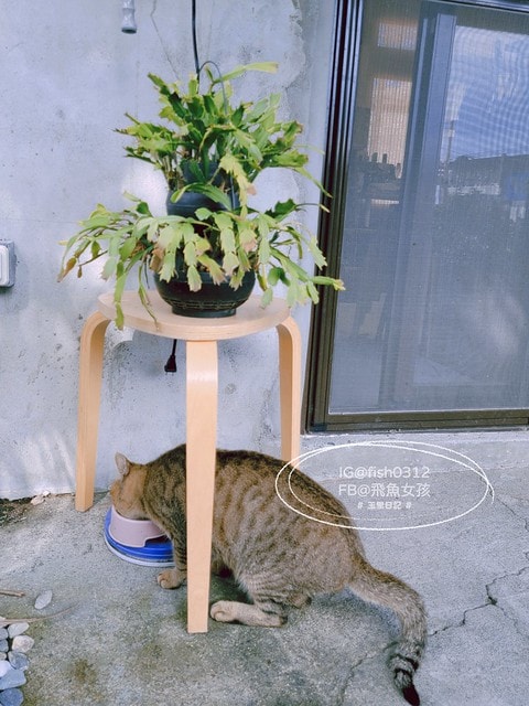 台東長濱 台11線 迷你義式冰淇淋 MINI Gelato 台東限定 長濱冰淇淋 