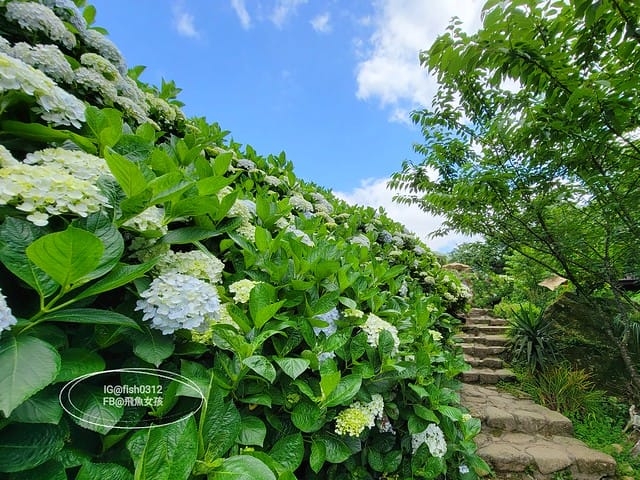 2023陽明山繡球花季,比人高的繡球花牆,竹子湖曹家花田香,2023繡球花花況,陽明山曹家繡球花