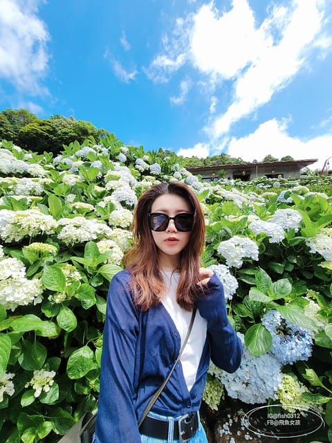 2023陽明山繡球花季,比人高的繡球花牆,竹子湖曹家花田香,2023繡球花花況,陽明山曹家繡球花