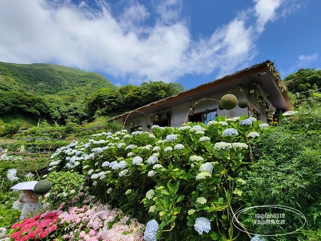 2023陽明山繡球花季,比人高的繡球花牆,竹子湖曹家花田香,2023繡球花花況,陽明山曹家繡球花