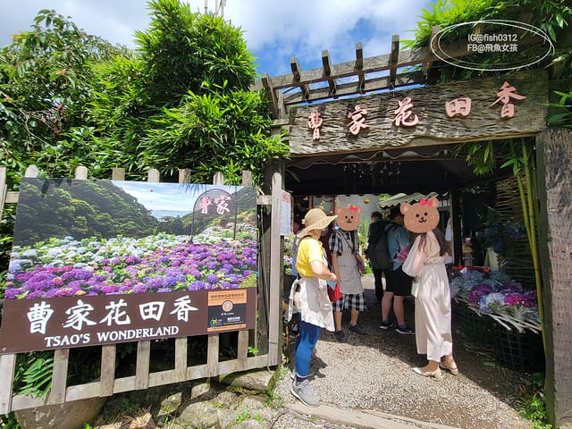 2023陽明山繡球花季,比人高的繡球花牆,竹子湖曹家花田香,2023繡球花花況,陽明山曹家繡球花