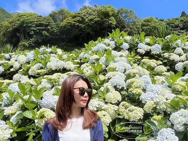 2023陽明山繡球花季,比人高的繡球花牆,竹子湖曹家花田香,2023繡球花花況,陽明山曹家繡球花