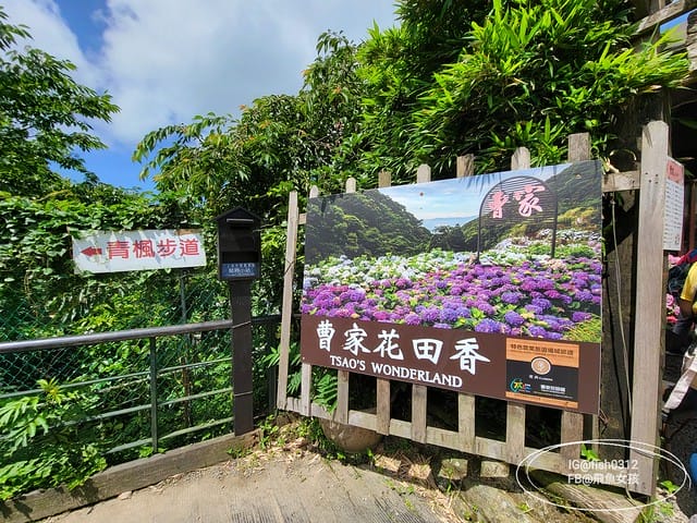 2023陽明山繡球花季,比人高的繡球花牆,竹子湖曹家花田香,2023繡球花花況,陽明山曹家繡球花