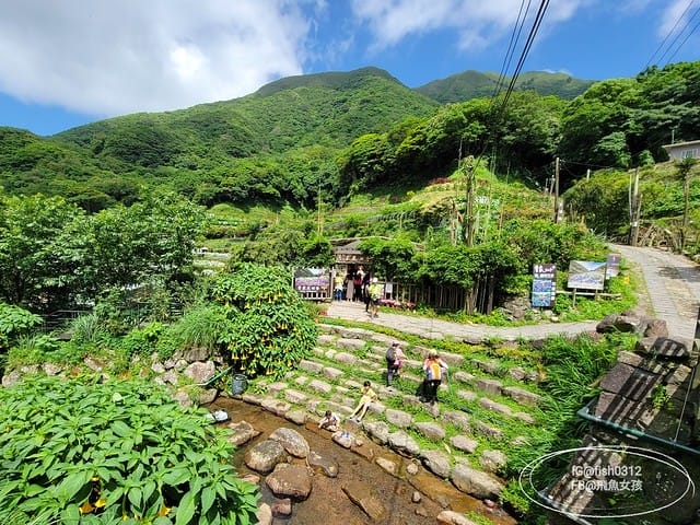 2023陽明山繡球花季,比人高的繡球花牆,竹子湖曹家花田香,2023繡球花花況,陽明山曹家繡球花