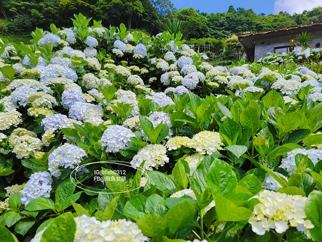 2023陽明山繡球花季,比人高的繡球花牆,竹子湖曹家花田香,2023繡球花花況,陽明山曹家繡球花