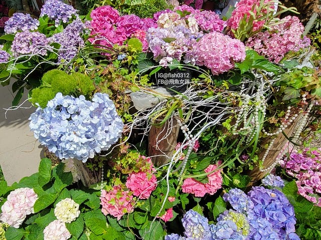 2023陽明山繡球花季,比人高的繡球花牆,竹子湖曹家花田香,2023繡球花花況,陽明山曹家繡球花