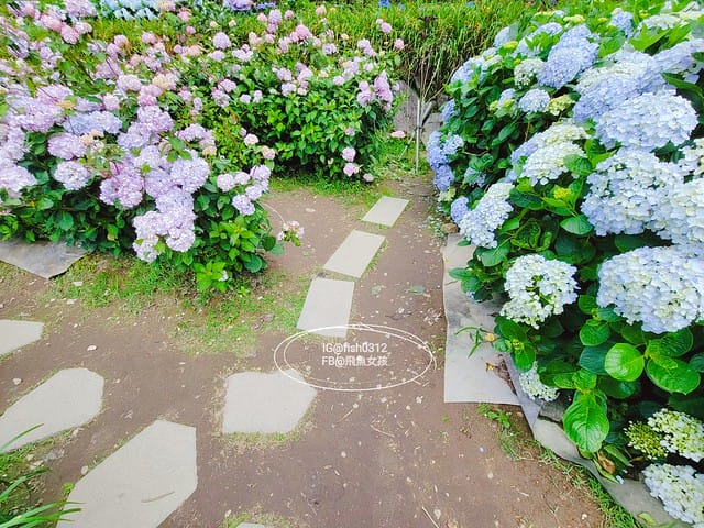 2023陽明山繡球花季,比人高的繡球花牆,竹子湖曹家花田香,2023繡球花花況,陽明山曹家繡球花