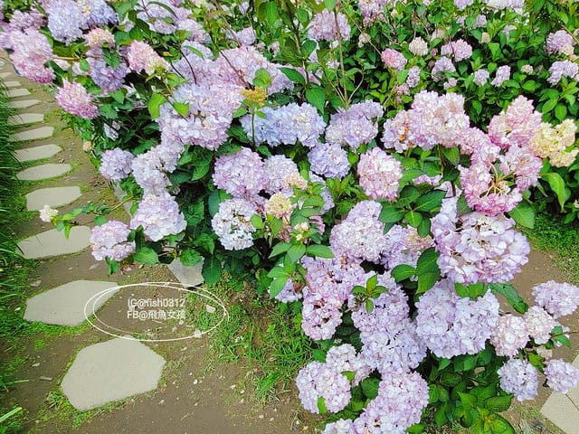 2023陽明山繡球花季,比人高的繡球花牆,竹子湖曹家花田香,2023繡球花花況,陽明山曹家繡球花