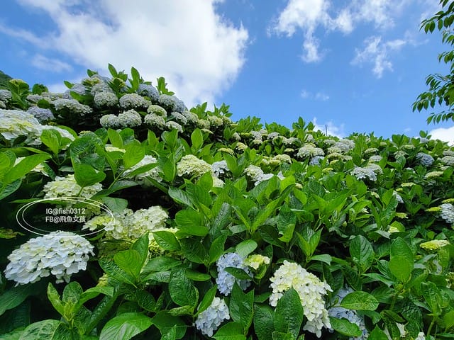 2023陽明山繡球花季,比人高的繡球花牆,竹子湖曹家花田香,2023繡球花花況,陽明山曹家繡球花