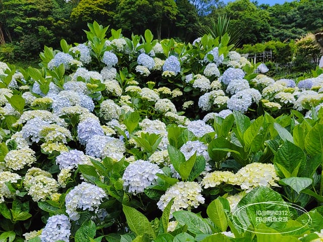 2023陽明山繡球花季,比人高的繡球花牆,竹子湖曹家花田香,2023繡球花花況,陽明山曹家繡球花