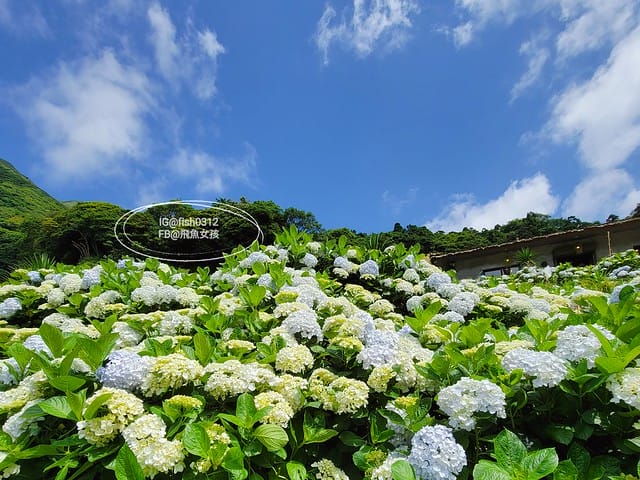 2023陽明山繡球花季,比人高的繡球花牆,竹子湖曹家花田香,2023繡球花花況,陽明山曹家繡球花