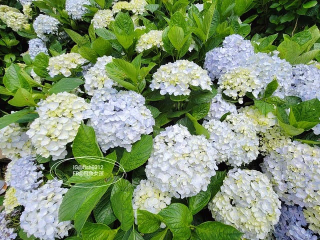 2023陽明山繡球花季,比人高的繡球花牆,竹子湖曹家花田香,2023繡球花花況,陽明山曹家繡球花