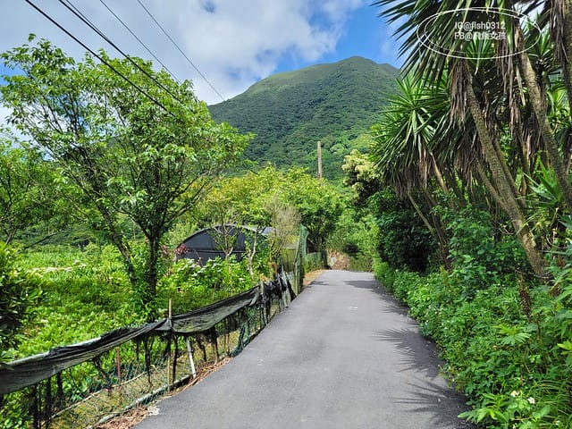 2023陽明山繡球花季,比人高的繡球花牆,竹子湖曹家花田香,2023繡球花花況,陽明山曹家繡球花