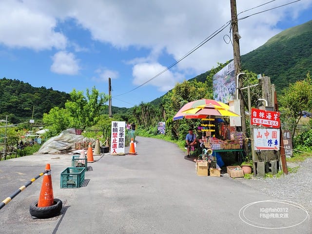 2023陽明山繡球花季,比人高的繡球花牆,竹子湖曹家花田香,2023繡球花花況,陽明山曹家繡球花