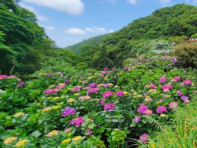 2023陽明山繡球花季,比人高的繡球花牆,竹子湖曹家花田香,2023繡球花花況,陽明山曹家繡球花