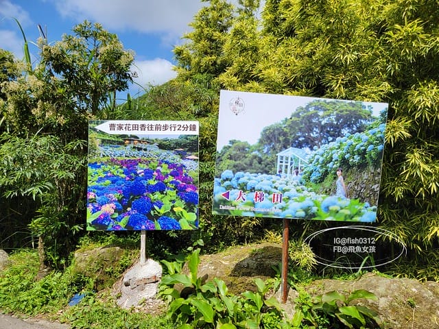 2023陽明山繡球花季,比人高的繡球花牆,竹子湖曹家花田香,2023繡球花花況,陽明山曹家繡球花