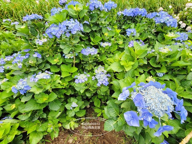 2023陽明山繡球花季,比人高的繡球花牆,竹子湖曹家花田香,2023繡球花花況,陽明山曹家繡球花
