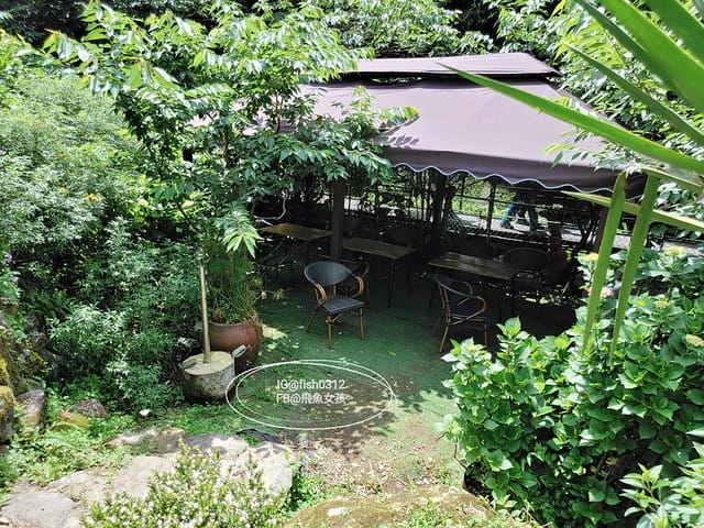 2023陽明山繡球花季,比人高的繡球花牆,竹子湖曹家花田香,2023繡球花花況,陽明山曹家繡球花