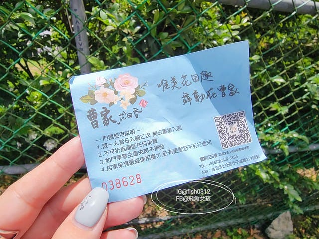 2023陽明山繡球花季,比人高的繡球花牆,竹子湖曹家花田香,2023繡球花花況,陽明山曹家繡球花