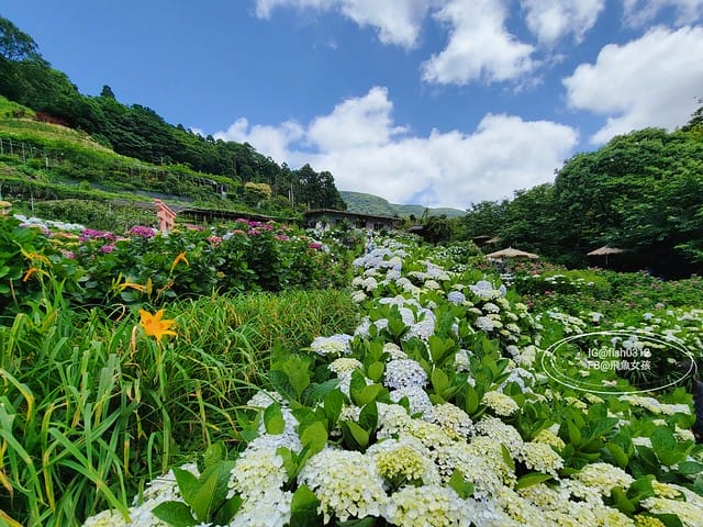 2023陽明山繡球花季,比人高的繡球花牆,竹子湖曹家花田香,2023繡球花花況,陽明山曹家繡球花