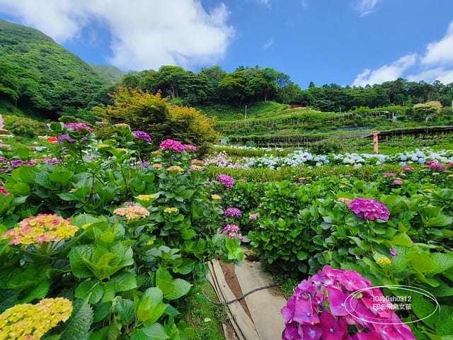 2023陽明山繡球花季,比人高的繡球花牆,竹子湖曹家花田香,2023繡球花花況,陽明山曹家繡球花
